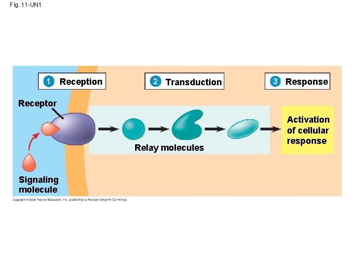 Fig. 11 -UN 1 1 Reception 2 Transduction 3 Response Receptor Relay molecules Signaling