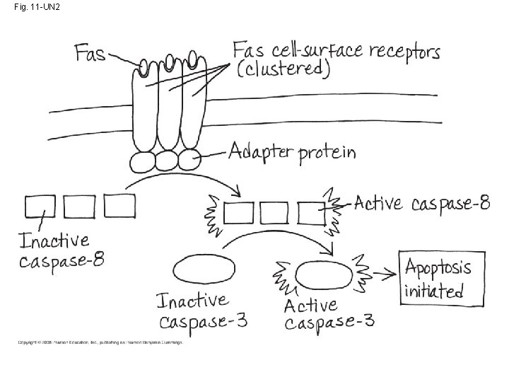 Fig. 11 -UN 2 