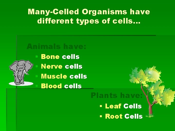 Many-Celled Organisms have different types of cells… Animals have: § Bone cells § Nerve Many-Celled Organisms have different types of cells… Animals have: § Bone cells § Nerve