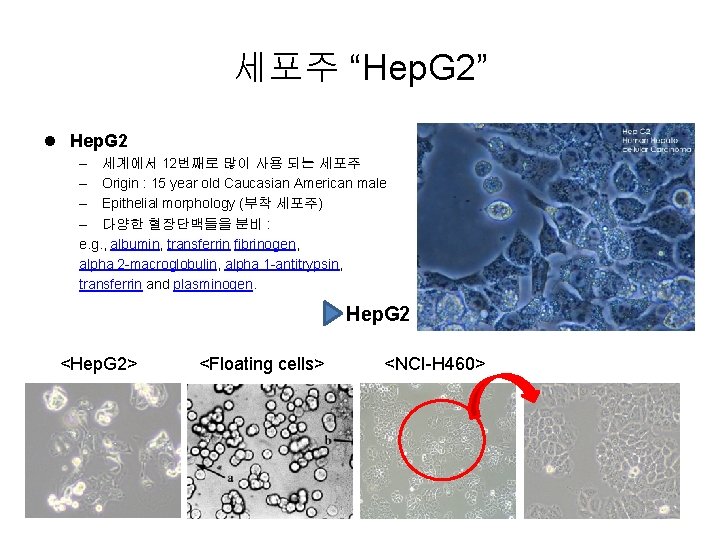 세포주 “Hep. G 2” l Hep. G 2 – 세계에서 12번째로 많이 사용 되는