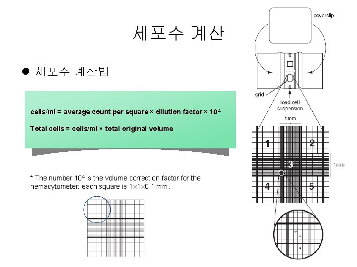 세포수 계산 l 세포수 계산법 cells/ml = average count per square × dilution factor