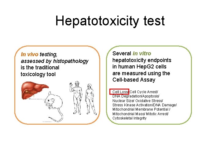 Hepatotoxicity test In vivo testing, assessed by histopathology is the traditional toxicology tool Several