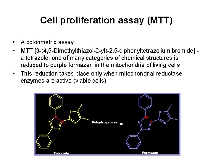 Cell proliferation assay (MTT) • A colorimetric assay • MTT [3 -(4, 5 -Dimethylthiazol-2