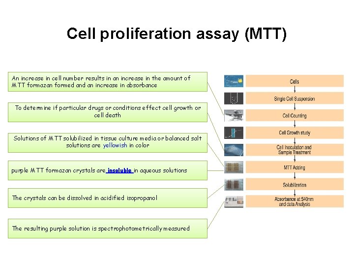 Cell proliferation assay (MTT) An increase in cell number results in an increase in