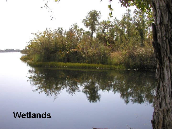 Wetlands 
