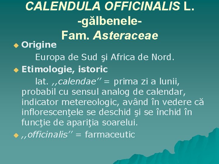 CALENDULA OFFICINALIS L. -gălbenele. Fam. Asteraceae Origine Europa de Sud şi Africa de Nord.