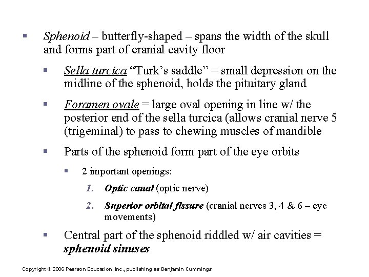 The Cranium § Sphenoid – butterfly-shaped – spans the width of the skull and