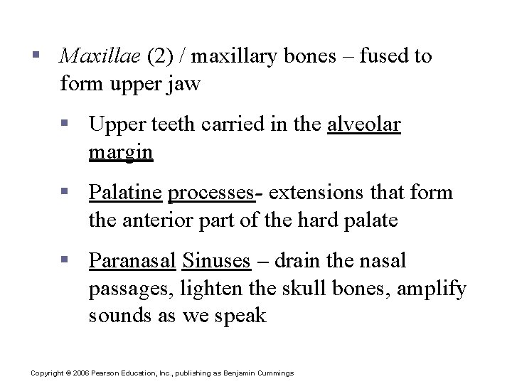 The Facial Bones § Maxillae (2) / maxillary bones – fused to form upper