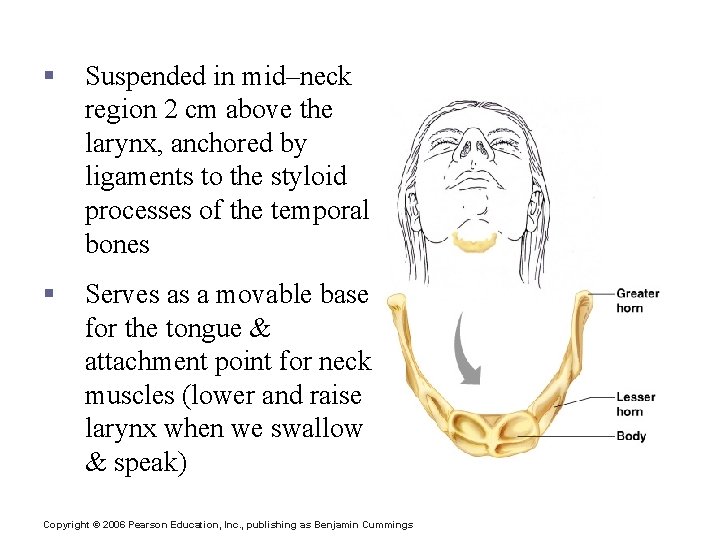 The Hyoid Bone § Suspended in mid–neck region 2 cm above the larynx, anchored