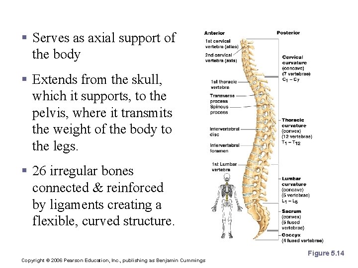 The Vertebral Column § Serves as axial support of the body § Extends from