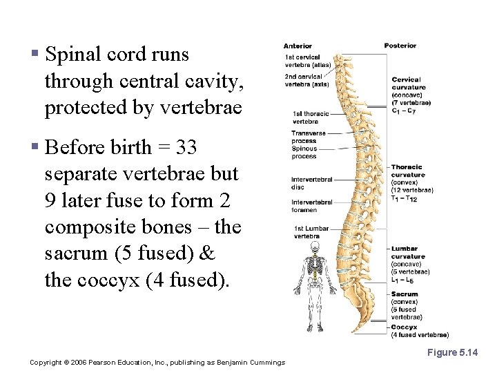 The Vertebral Column § Spinal cord runs through central cavity, protected by vertebrae §