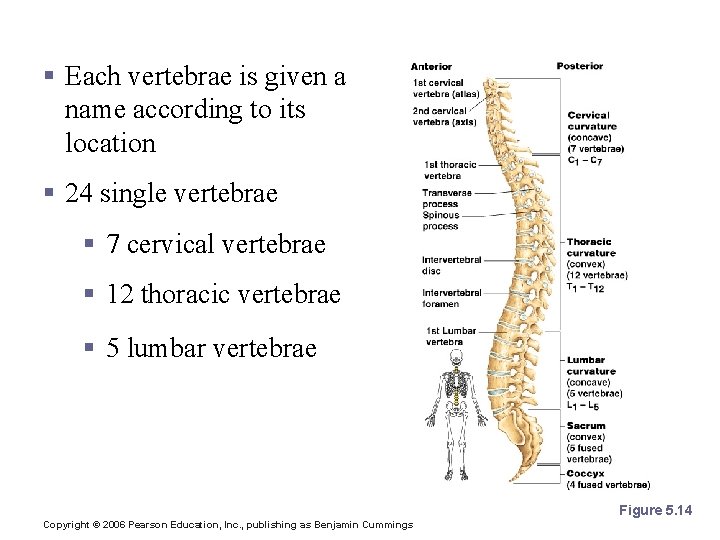 The Vertebral Column § Each vertebrae is given a name according to its location