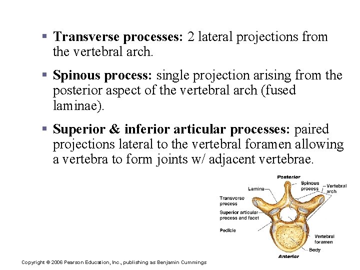 Vertebrae § Transverse processes: 2 lateral projections from the vertebral arch. § Spinous process: