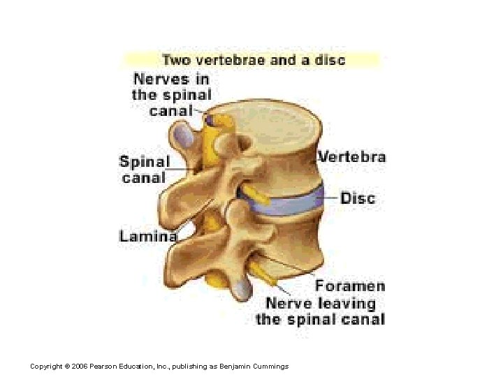 Vertebrae Copyright © 2006 Pearson Education, Inc. , publishing as Benjamin Cummings 