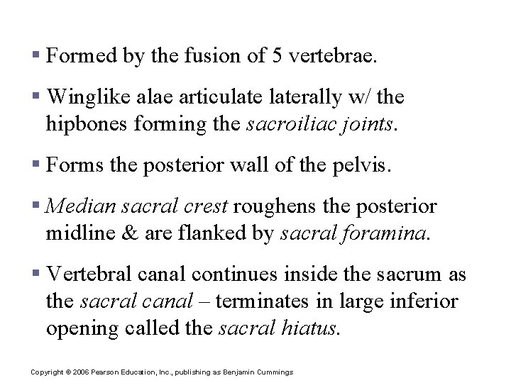 Sacrum § Formed by the fusion of 5 vertebrae. § Winglike alae articulaterally w/