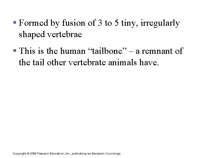 Coccyx § Formed by fusion of 3 to 5 tiny, irregularly shaped vertebrae §