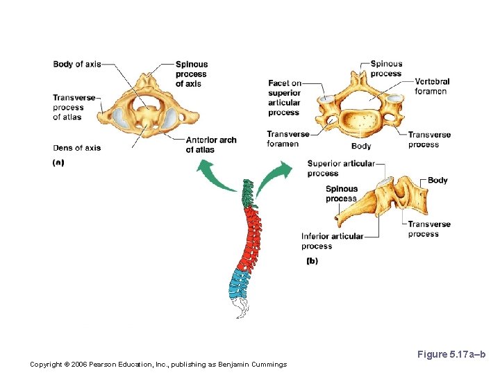 Regional Characteristics of Vertebrae Figure 5. 17 a–b Copyright © 2006 Pearson Education, Inc.