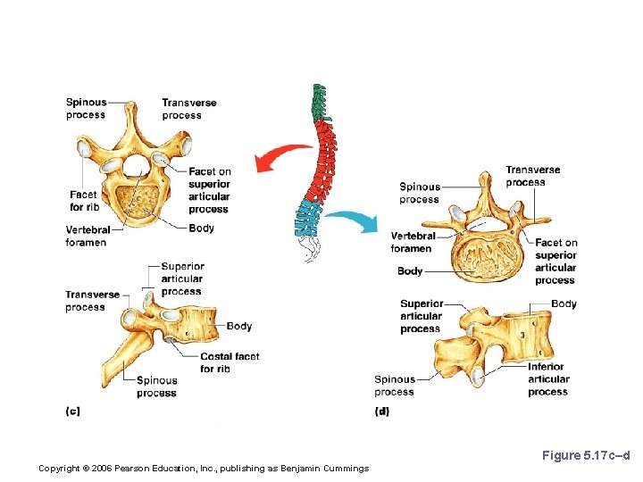 Regional Characteristics of Vertebrae Figure 5. 17 c–d Copyright © 2006 Pearson Education, Inc.