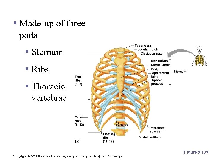 The Bony Thorax § Made-up of three parts § Sternum § Ribs § Thoracic