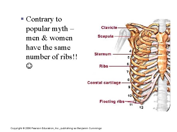 Bony Thorax § Contrary to popular myth – men & women have the same