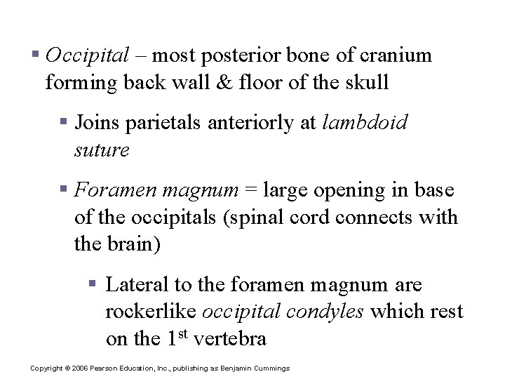 The Cranium § Occipital – most posterior bone of cranium forming back wall &