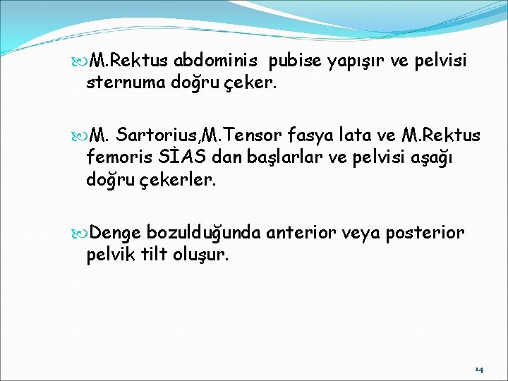  M. Rektus abdominis pubise yapışır ve pelvisi sternuma doğru çeker. M. Sartorius, M.