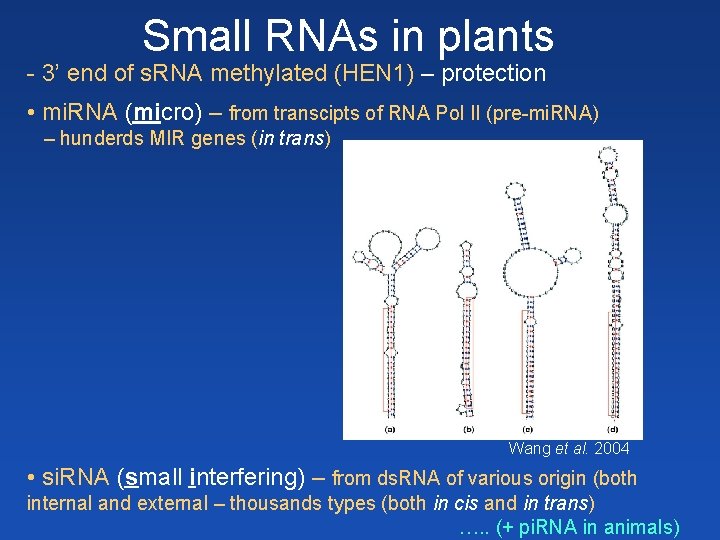 Small RNAs in plants - 3’ end of s. RNA methylated (HEN 1) –