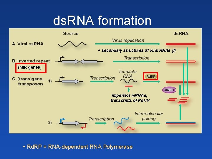 ds. RNA formation + secondary structures of viral RNAs (!) (MIR genes) ? imperfect