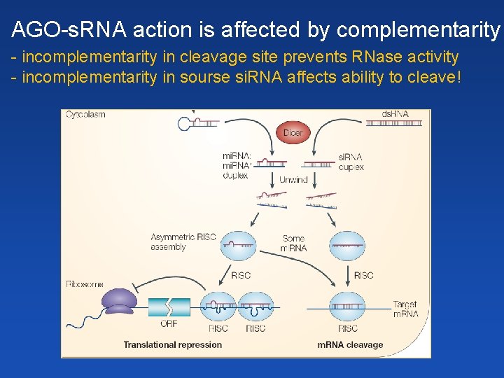 AGO-s. RNA action is affected by complementarity - incomplementarity in cleavage site prevents RNase