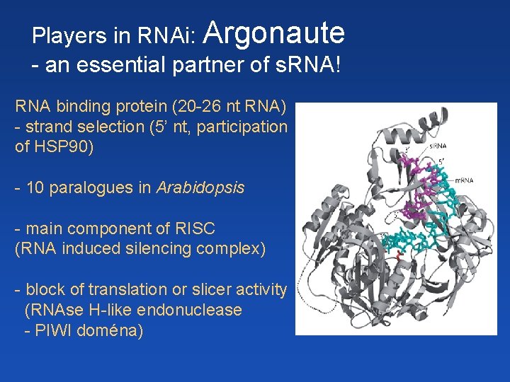 Players in RNAi: Argonaute - an essential partner of s. RNA! RNA binding protein