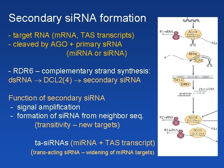 Secondary si. RNA formation - target RNA (m. RNA, TAS transcripts) - cleaved by