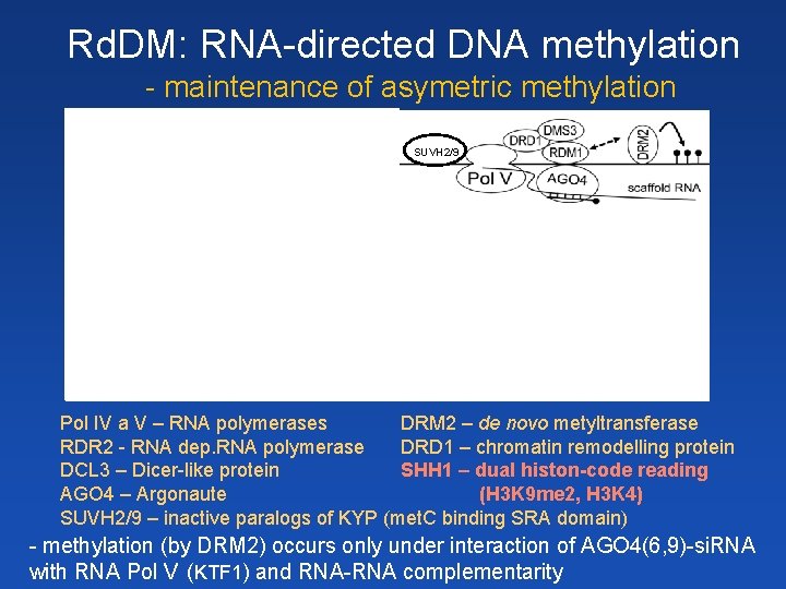 Rd. DM: RNA-directed DNA methylation - maintenance of asymetric methylation SHH 1 SUVH 2/9