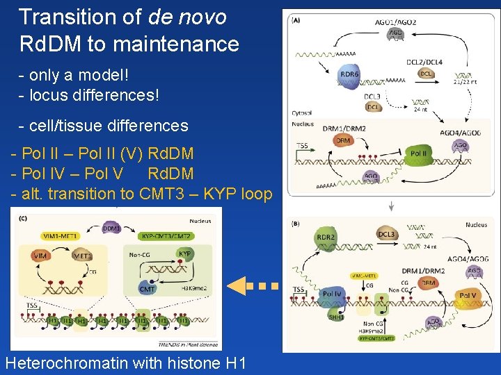 Transition of de novo Rd. DM to maintenance - only a model! - locus