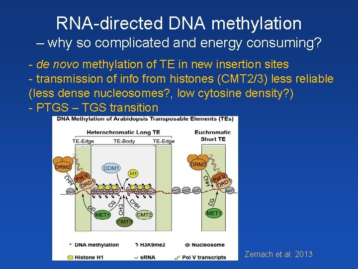 RNA-directed DNA methylation – why so complicated and energy consuming? - de novo methylation