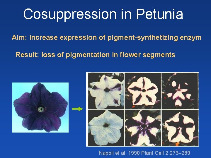 Cosuppression in Petunia Aim: increase expression of pigment-synthetizing enzym Result: loss of pigmentation in