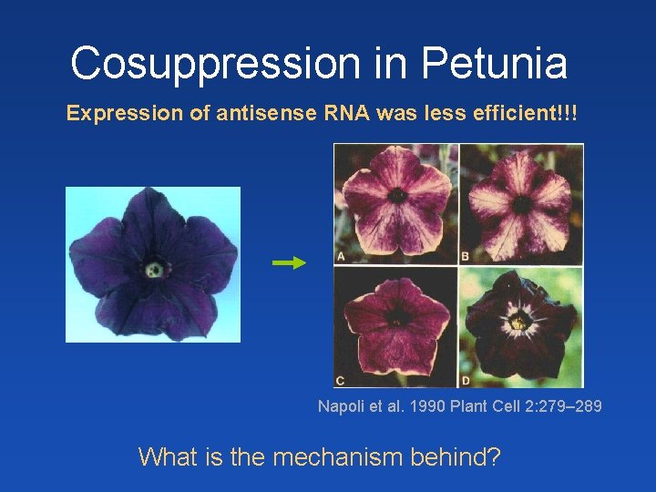 Cosuppression in Petunia Expression of antisense RNA was less efficient!!! Napoli et al. 1990