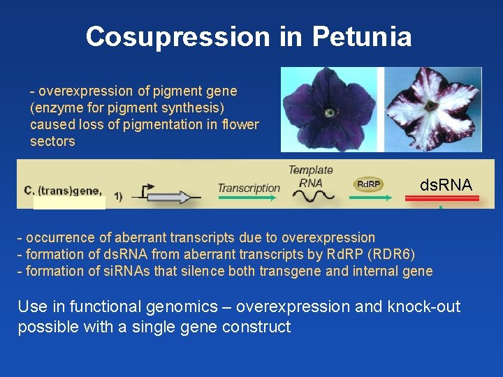 Cosupression in Petunia - overexpression of pigment gene (enzyme for pigment synthesis) caused loss