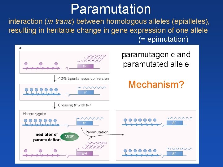 Paramutation interaction (in trans) between homologous alleles (epialleles), resulting in heritable change in gene