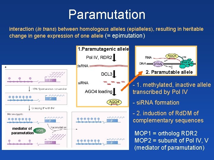 Paramutation interaction (in trans) between homologous alleles (epialleles), resulting in heritable change in gene