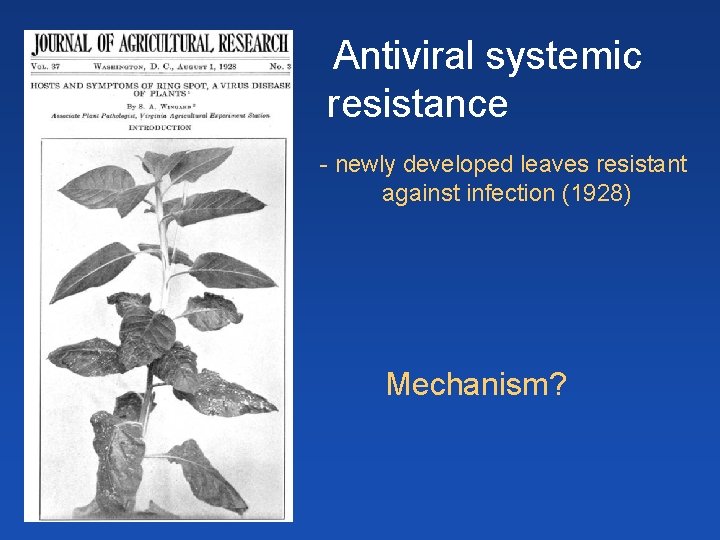 Antiviral systemic resistance - newly developed leaves resistant against infection (1928) Mechanism? 