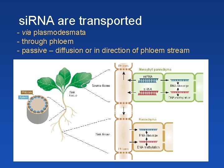 si. RNA are transported - via plasmodesmata - through phloem - passive – diffusion