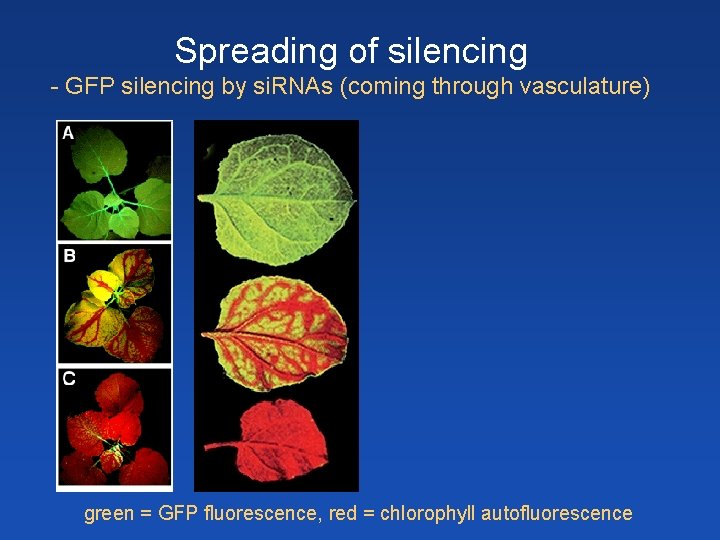 Spreading of silencing - GFP silencing by si. RNAs (coming through vasculature) green =