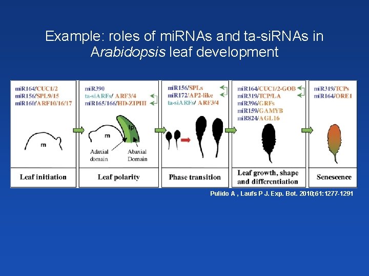 Example: roles of mi. RNAs and ta-si. RNAs in Arabidopsis leaf development Pulido A