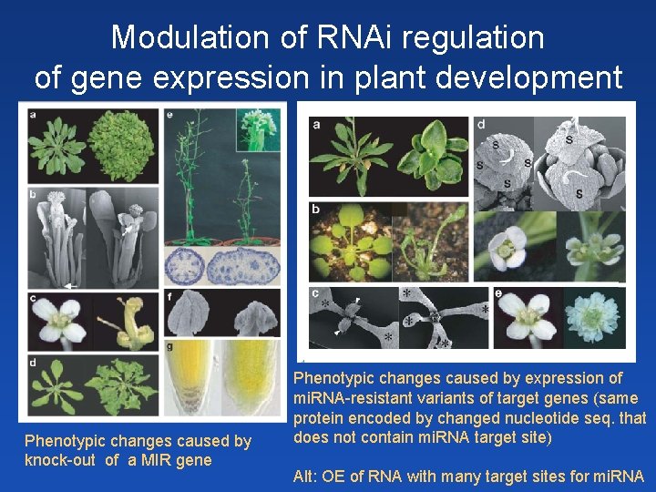 Modulation of RNAi regulation of gene expression in plant development Phenotypic changes caused by