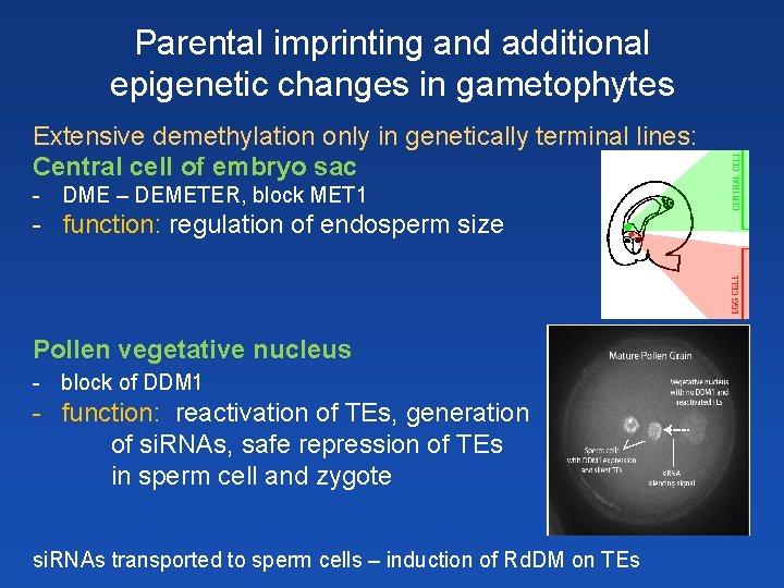 Parental imprinting and additional epigenetic changes in gametophytes Extensive demethylation only in genetically terminal
