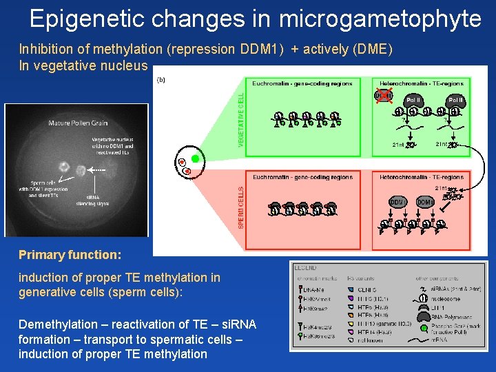 Epigenetic changes in microgametophyte Inhibition of methylation (repression DDM 1) + actively (DME) In