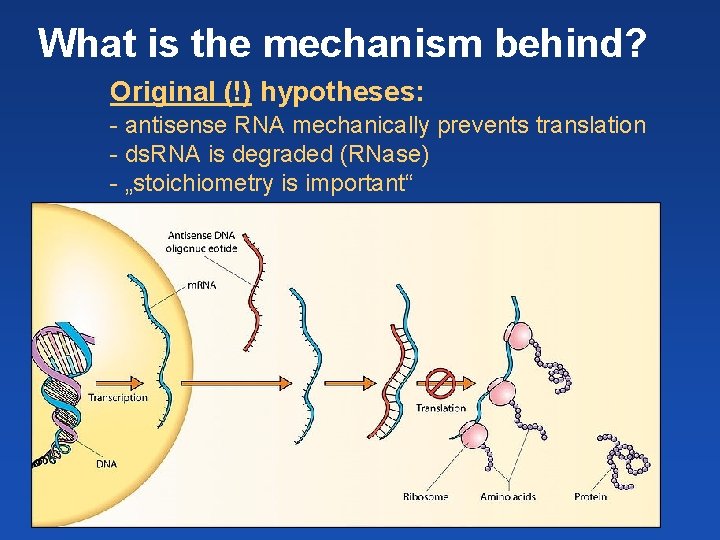 What is the mechanism behind? Original (!) hypotheses: - antisense RNA mechanically prevents translation