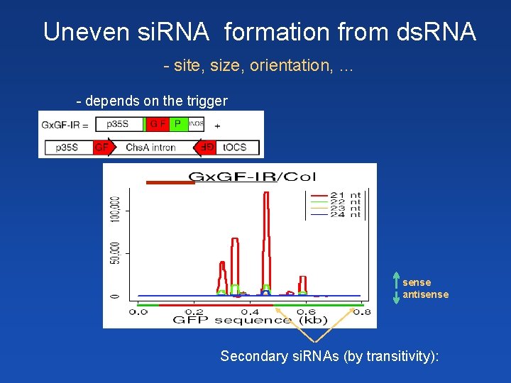 Uneven si. RNA formation from ds. RNA - site, size, orientation, … - depends