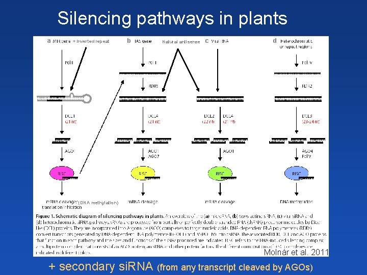 Silencing pathways in plants a + Inverted repeat b Natural antisense c d (DNA