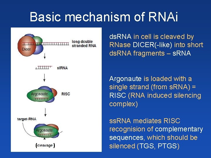 Basic mechanism of RNAi ds. RNA v buňce je štěpena enzymem Dicer(-like) na krátké